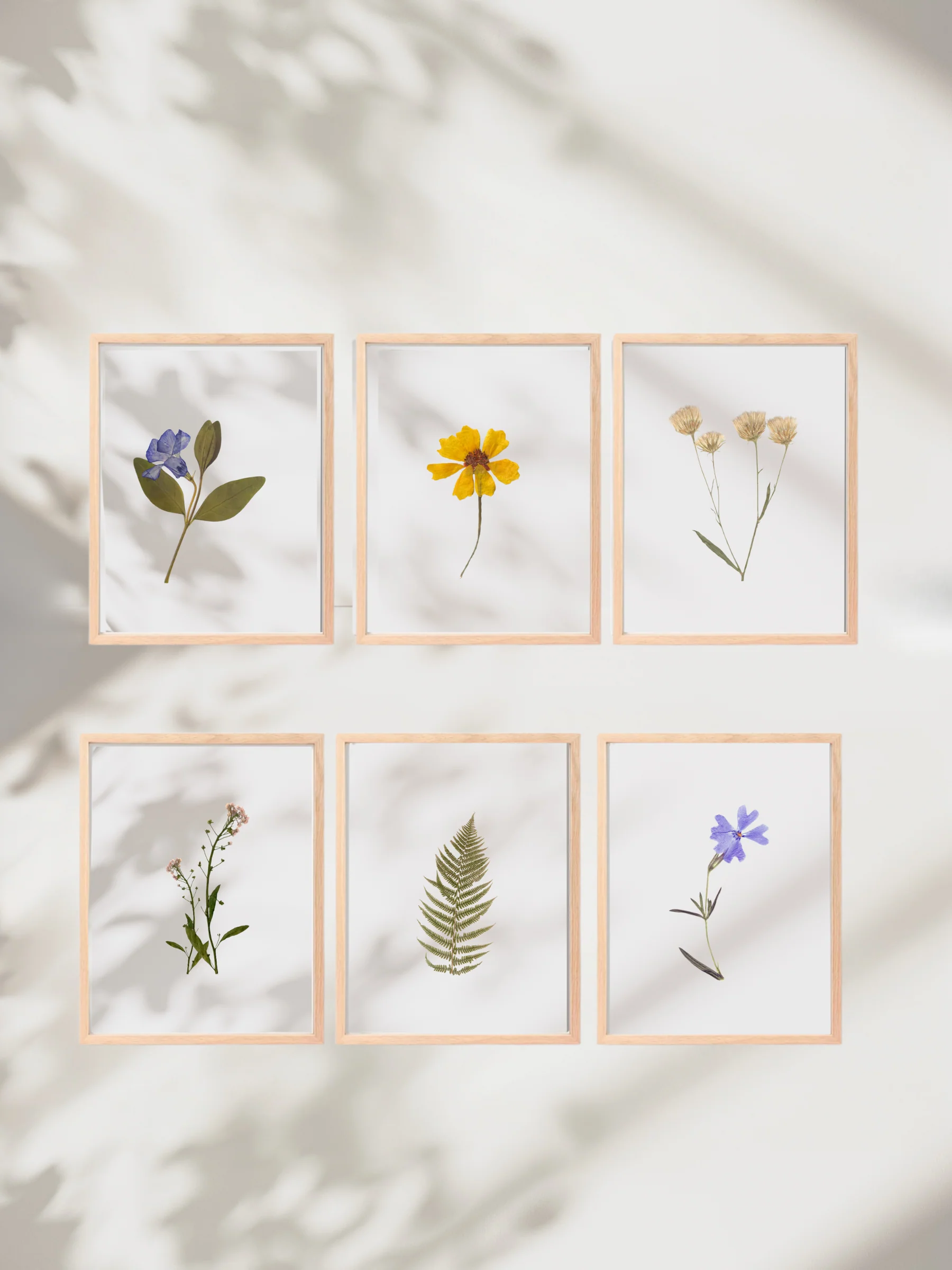 Shape & Story Floral Preservation